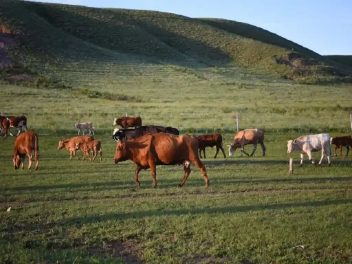 Livestock grazing monitoring